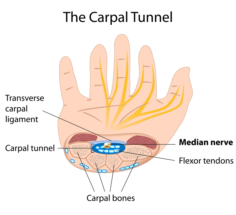 Diagram of Carpal Tunnel